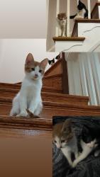 Lost Male Cat last seen  N Potomac st , Baltimore, MD 21213