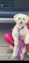 Lost Female Dog last seen The Meadows , Smyrna, TN 37167