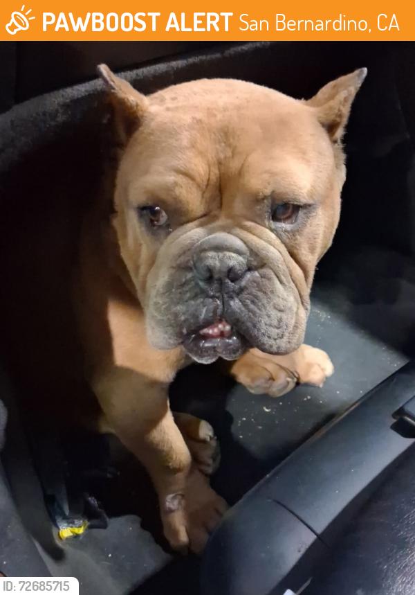 Found/Stray Male Dog last seen 20th and n Pershing , San Bernardino, CA 92405