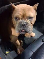 Found/Stray Male Dog last seen 20th and n Pershing , San Bernardino, CA 92405