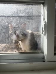 Found/Stray Unknown Cat last seen Penn & Dowling, Minneapolis, MN 55412