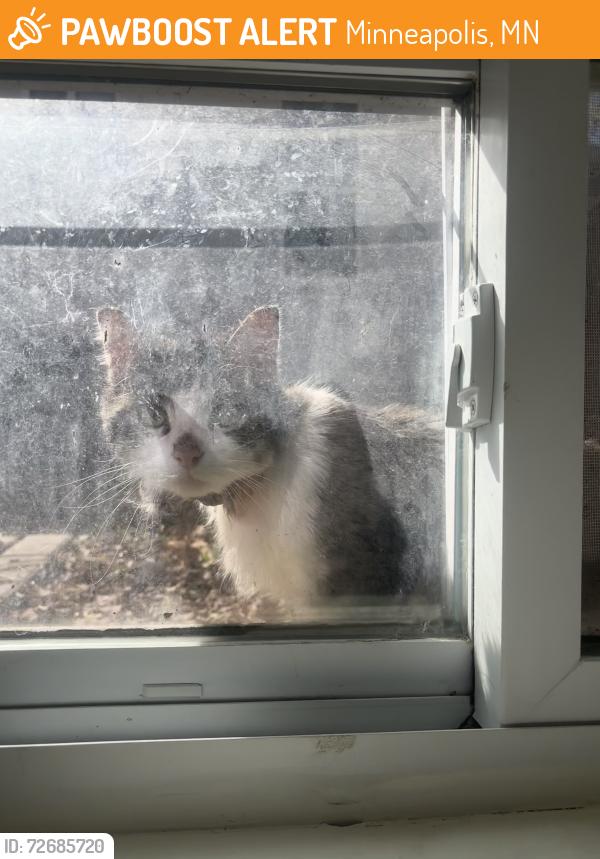 Found/Stray Unknown Cat last seen Penn & Dowling, Minneapolis, MN 55412