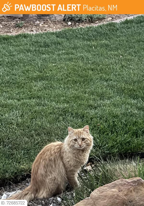 Found/Stray Unknown Cat last seen Sundance Mesa, Placitas, NM 87043