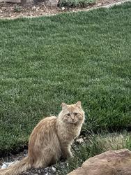 Found/Stray Unknown Cat last seen Sundance Mesa, Placitas, NM 87043
