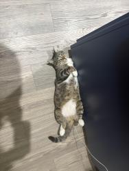 Lost Male Cat last seen E 18th and Inyo , Bakersfield, CA 93305