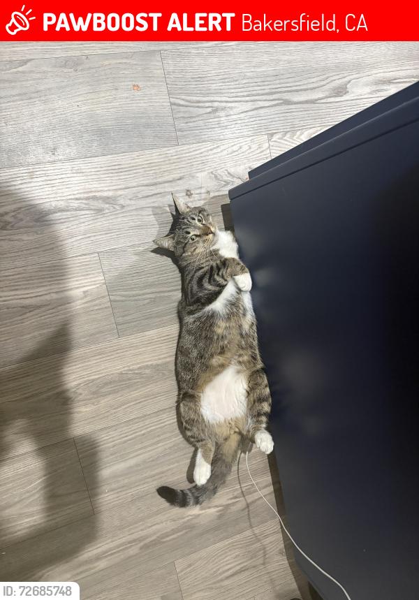 Lost Male Cat last seen E 18th and Inyo , Bakersfield, CA 93305