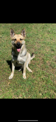 Lost Female Dog last seen Should be wondering around the wake village Tx area , Wake Village, TX 75501