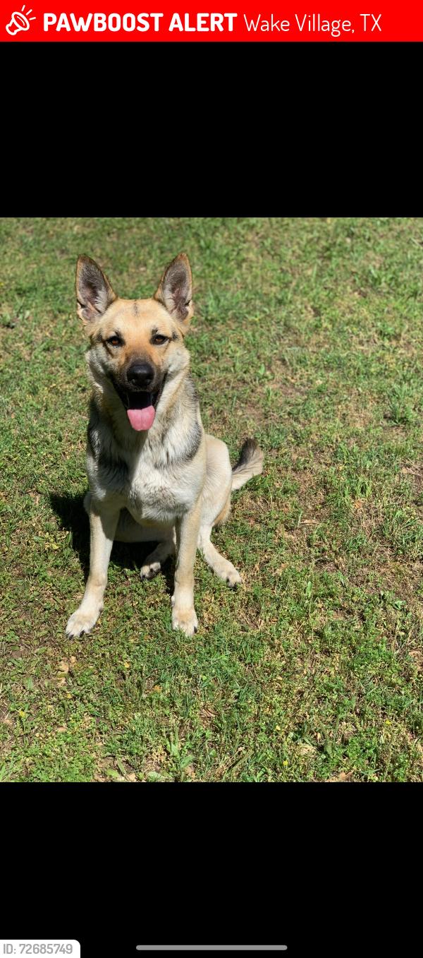Lost Female Dog last seen Should be wondering around the wake village Tx area , Wake Village, TX 75501