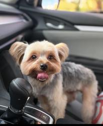 Lost Male Dog last seen H5- kingtree , Lancaster, CA 93534