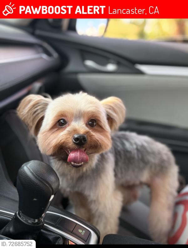 Lost Male Dog last seen H5- kingtree , Lancaster, CA 93534