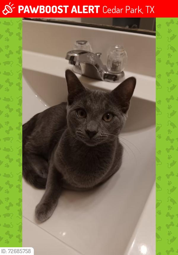 Lost Male Cat last seen Atlantica street , Cedar Park, TX 78613