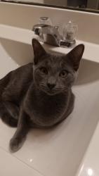 Lost Male Cat last seen Atlantica street , Cedar Park, TX 78613