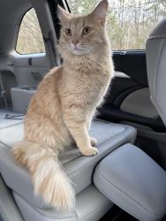 Found/Stray Unknown Cat last seen Lake Windward Drive and Webb Bridge Rd, Alpharetta, GA 30005
