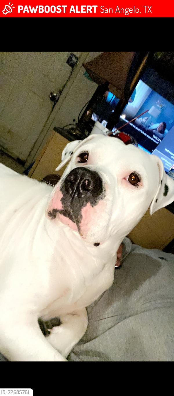 Lost Female Dog last seen Soccer field , San Angelo, TX 76901