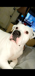 Lost Female Dog last seen Soccer field , San Angelo, TX 76901
