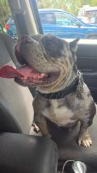 Found/Stray Female Dog last seen Pompano palms apmts, Pompano Beach, FL 33064