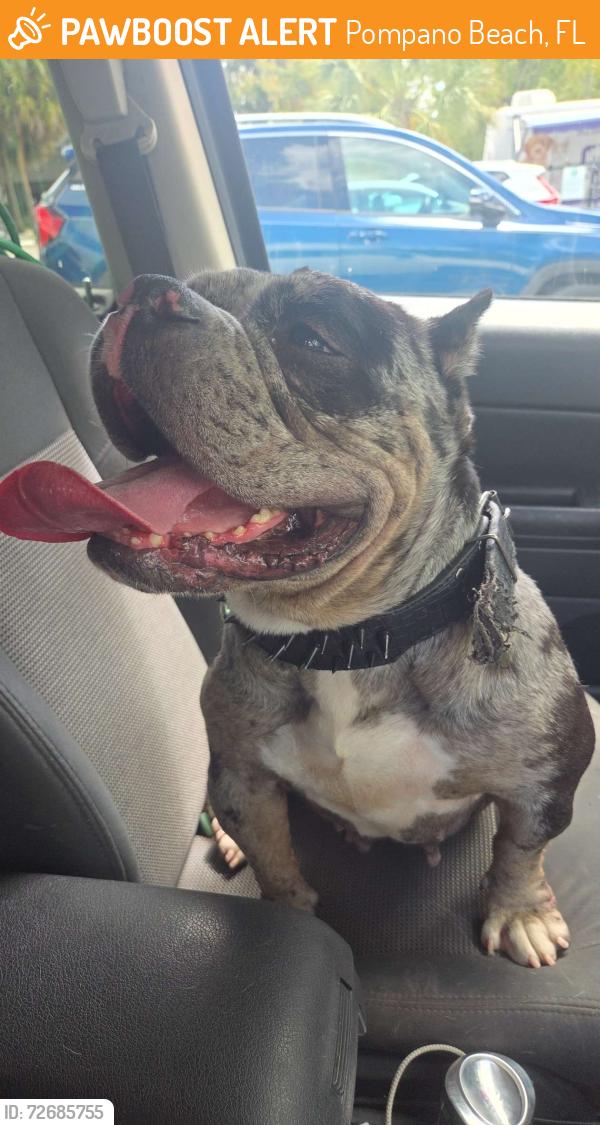 Found/Stray Female Dog last seen Pompano palms apmts, Pompano Beach, FL 33064