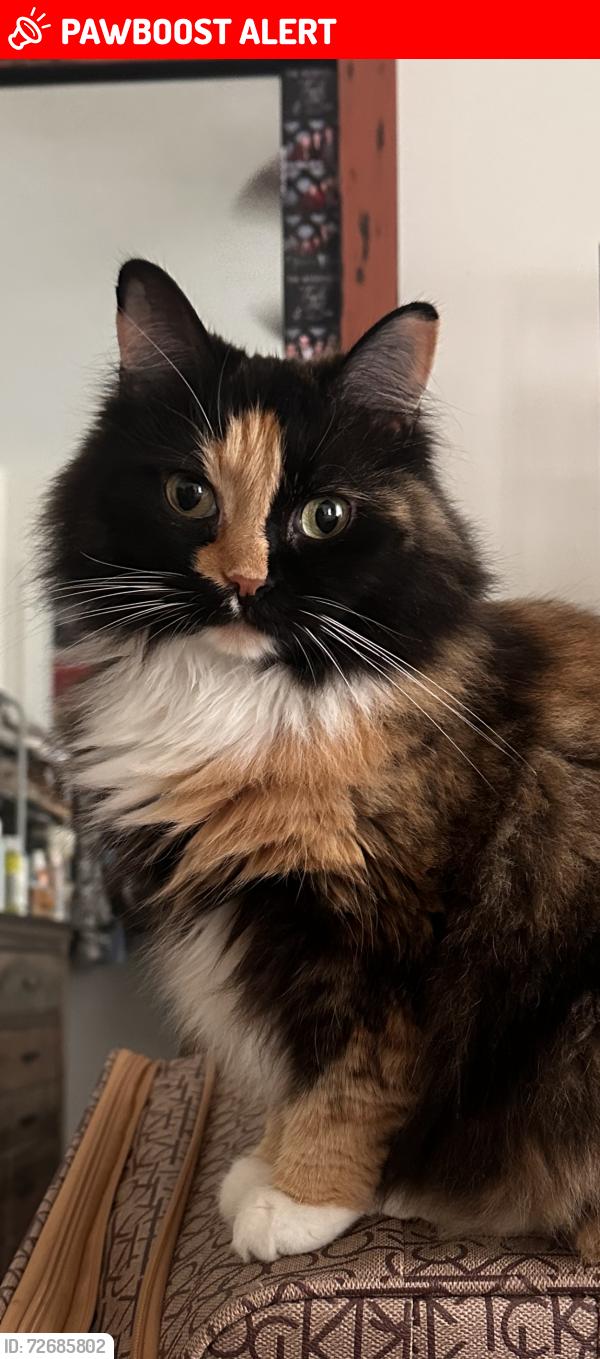 Lost Female Cat last seen Garret Road area, Edgefield County, SC 29824