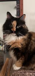Lost Female Cat last seen Garret Road area, Edgefield County, SC 29824