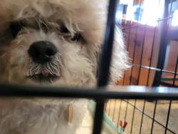 Lost Male Dog last seen Landers Lane & Glen Street , New Castle, DE 19720