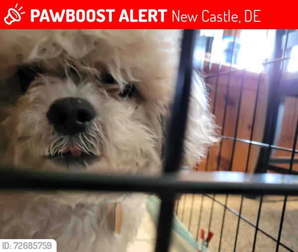 Lost Male Dog last seen Landers Lane & Glen Street , New Castle, DE 19720