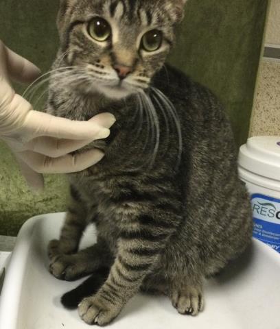 Shelter Stray Female Cat last seen Near BLOCK IDYLWILD DR, SAN JACINTO CA 92583, Jurupa Valley, CA 92509