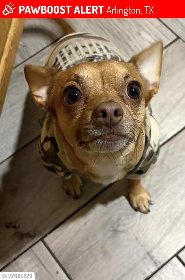 Lost Male Dog last seen S Collin’s St, Arlington, TX 76010