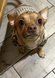 Lost Male Dog last seen S Collin’s St, Arlington, TX 76010