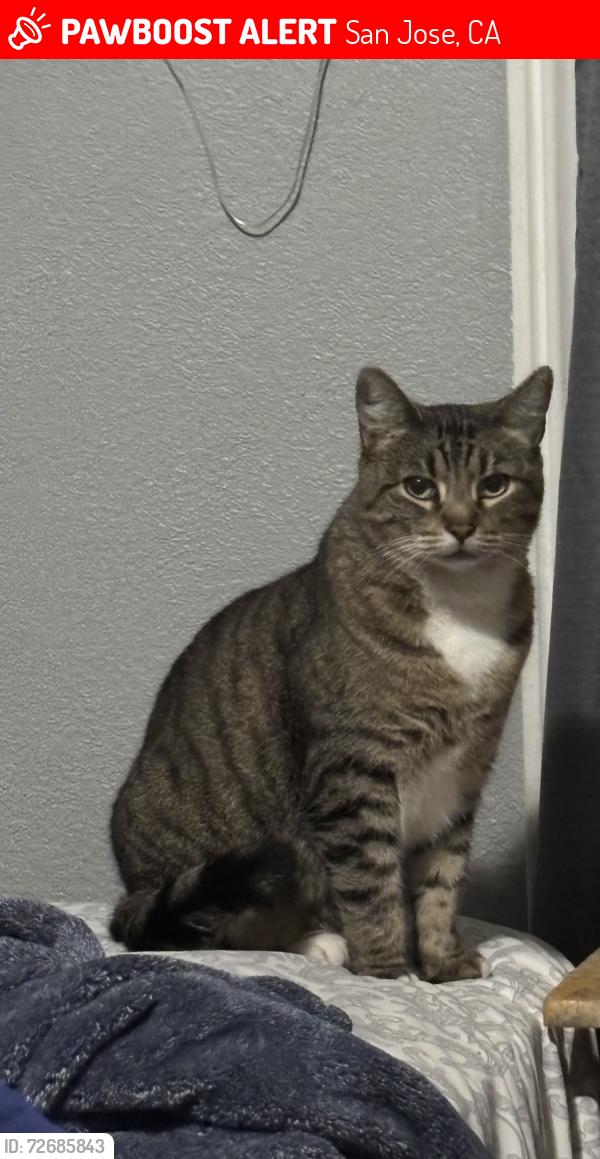 Lost Female Cat last seen Hillview park, San Jose, CA 95122