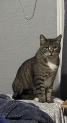 Lost Female Cat last seen Hillview park, San Jose, CA 95122
