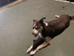 Found/Stray Female Dog last seen In possession, San Antonio, TX 78254