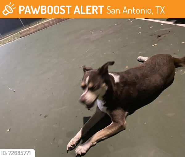 Found/Stray Female Dog last seen In possession, San Antonio, TX 78254