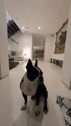 Lost Male Dog last seen Roosmore and Melrose , Los Angeles, CA 90004