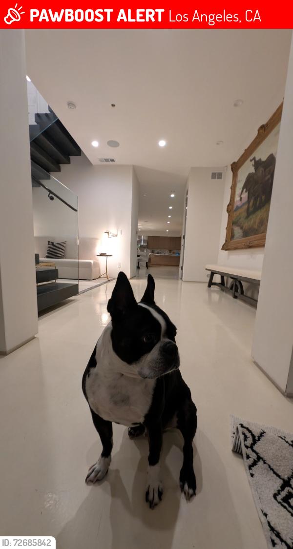 Lost Male Dog last seen Roosmore and Melrose , Los Angeles, CA 90004