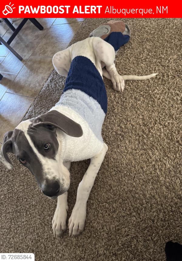 Lost Male Dog last seen moon and chico, Albuquerque, NM 87111