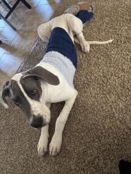 Lost Male Dog last seen moon and chico, Albuquerque, NM 87111
