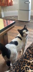 Lost Female Cat last seen Finedon Road, east field road, midland road, Albert Road, Adam’s close, Stanley Road , North Northamptonshire, England NN8 1EE