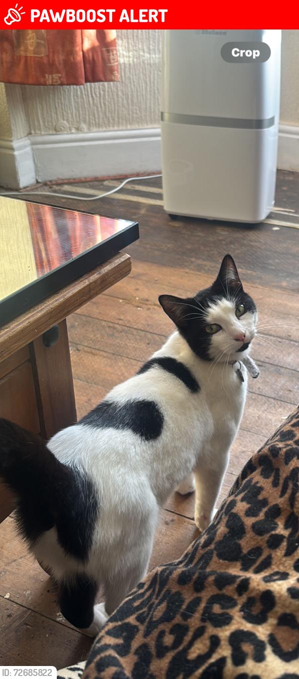 Lost Female Cat last seen Finedon Road, east field road, midland road, Albert Road, Adam’s close, Stanley Road , North Northamptonshire, England NN8 1EE