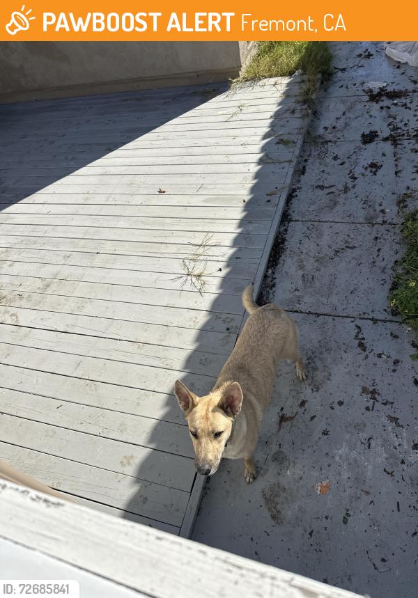 Found/Stray Female Dog last seen Near Roberts ave, Fremont, CA 94538