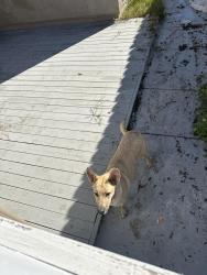 Found/Stray Female Dog last seen Near Roberts ave, Fremont, CA 94538