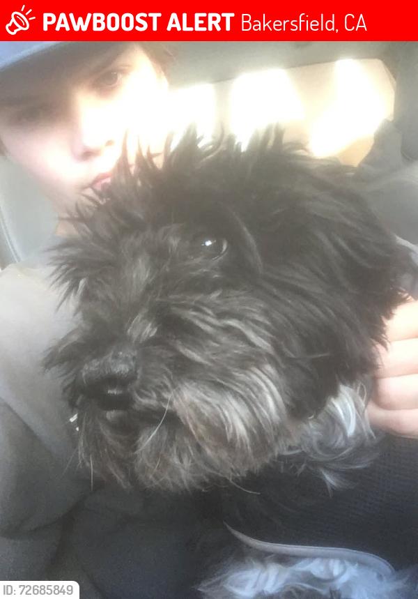 Lost Male Dog last seen South H and Wilson, Bakersfield, CA 93304