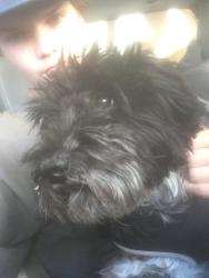Lost Male Dog last seen South H and Wilson, Bakersfield, CA 93304