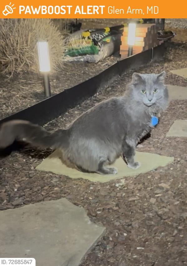 Found/Stray Unknown Cat last seen Manor Road and Morgan Mill 20157, Glen Arm, MD 21057