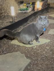 Found/Stray Unknown Cat last seen Manor Road and Morgan Mill 20157, Glen Arm, MD 21057