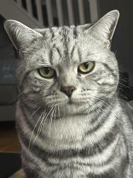 Lost Male Cat last seen stoke celroft , Haddenham, England HP17 8EJ
