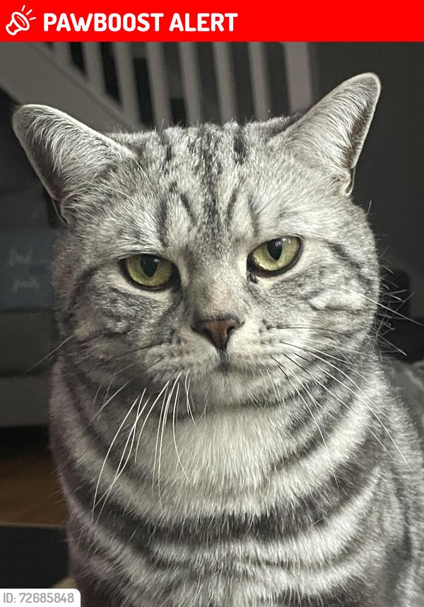 Lost Male Cat last seen stoke celroft , Haddenham, England HP17 8EJ