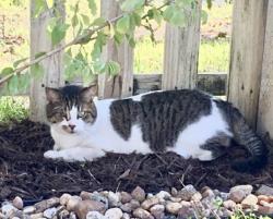 Lost Male Cat last seen Bronco Drive, Holiday Springs At Suntree, FL 32940