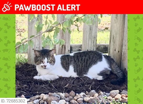Lost Male Cat last seen Bronco Drive, Holiday Springs At Suntree, FL 32940