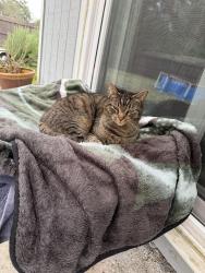 Lost Female Cat last seen Birch bark Drive , Jacksonville, FL 32246