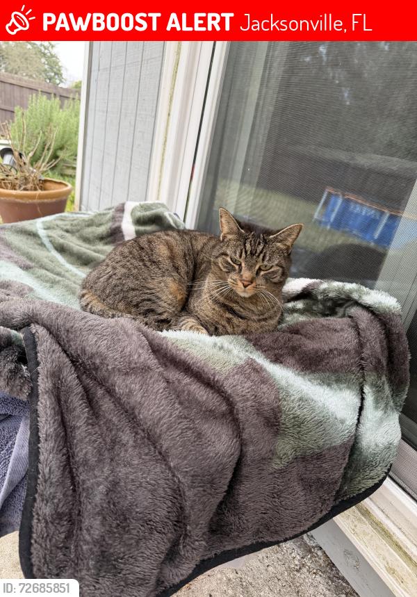 Lost Female Cat last seen Birch bark Drive , Jacksonville, FL 32246